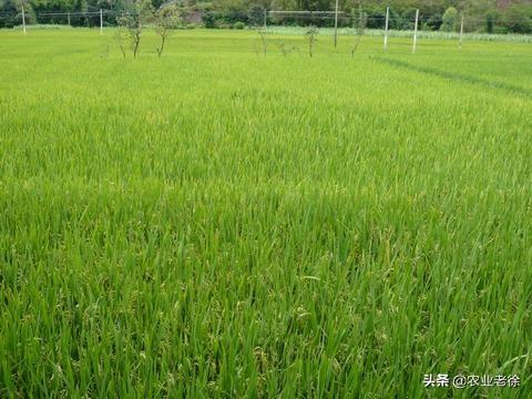 水稻种植时间是哪一天？