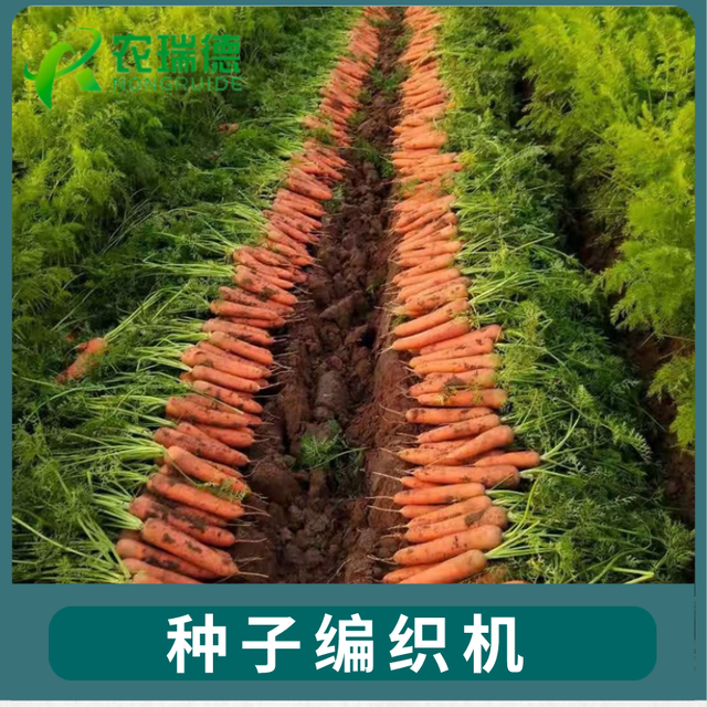 千亩萝卜绳播种植—蔬菜药材播种机省时省力省人工—高产高丰收