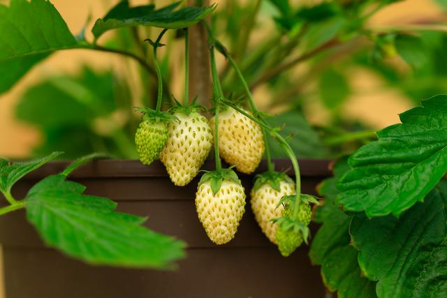 又大又甜的白草莓，在家到底怎么种出来？