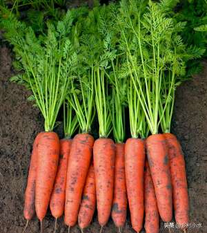 胡萝卜什么时候种植最好(手把手教你种植胡萝卜，什么时间种？如何种？3分钟看明白)