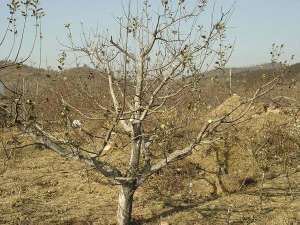 苹果种植流程(中国农民种植苹果的8个技巧，让家里的苹果树增产增收)