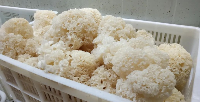绣球菌为什么被日本称为“梦幻神奇的菇”，人工如何进行栽培？