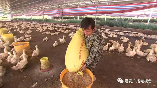 贫困户变身养殖大户，广西隆安发展肉鸭养殖有妙招