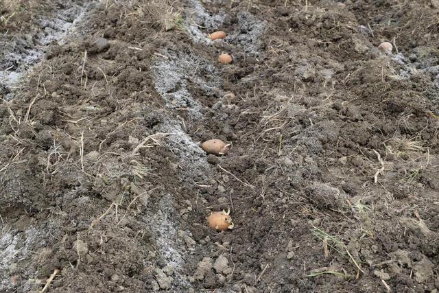 种土豆，学到这5个播种要点，一棵土豆结一窝，是哪五个播种要点