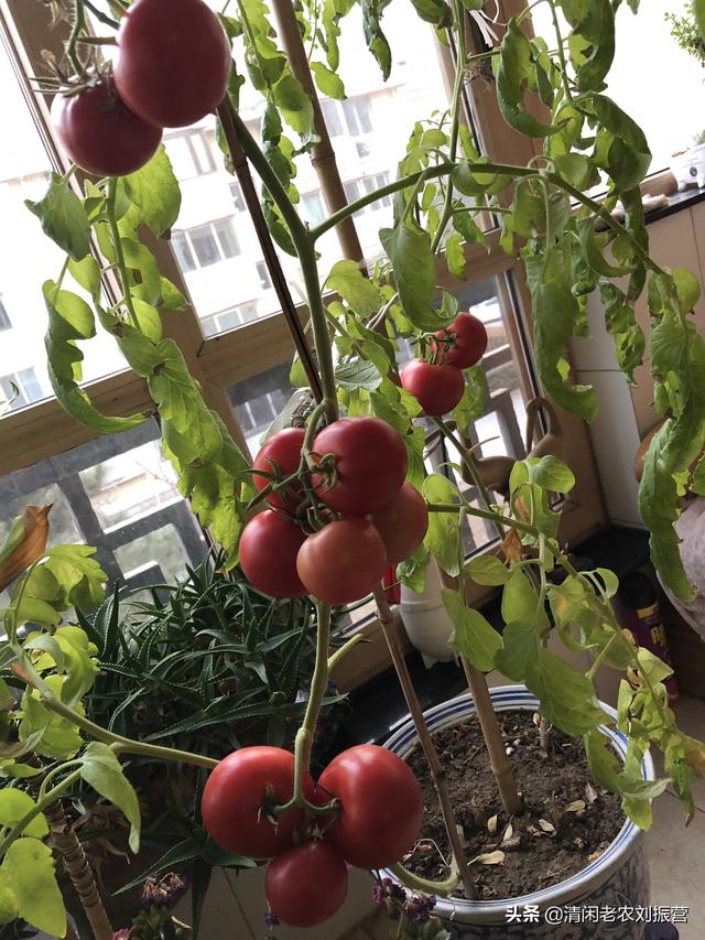 阳台冬种西红柿，享受陪伴生长的乐趣