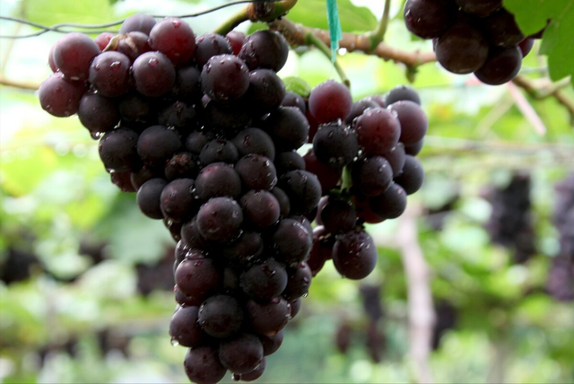 提高葡萄产量用的益生菌怎么选