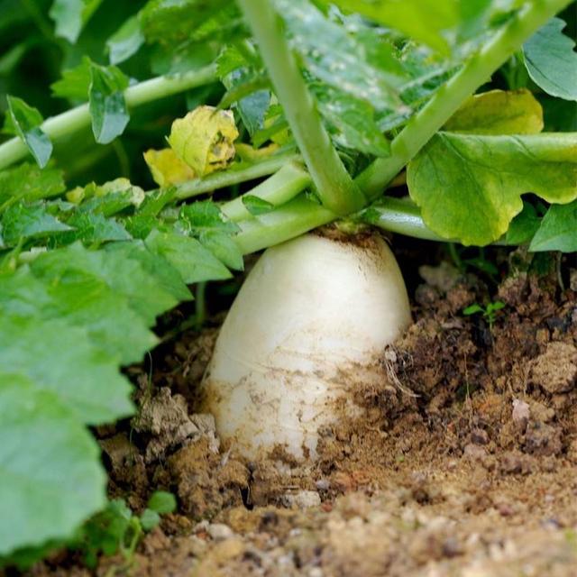 八月种菜指南！红菜苔、白菜苔、萝卜、青菜，农户都可以种上了