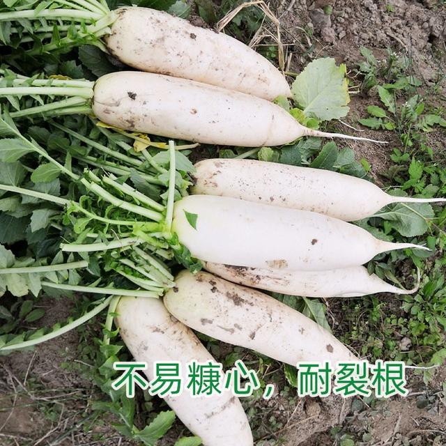 八月种菜指南！红菜苔、白菜苔、萝卜、青菜，农户都可以种上了