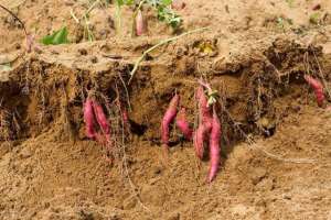 红薯种植视频(红薯种植需要科学管理，以获得优质高产，种植高产红薯的科学管理)