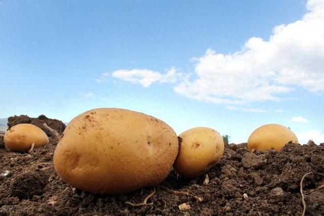 种土豆，学到这5个播种要点，一棵土豆结一窝，是哪五个播种要点