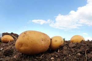 各种植物播种的方法(种土豆，学到这5个播种要点，一棵土豆结一窝，是哪五个播种要点)