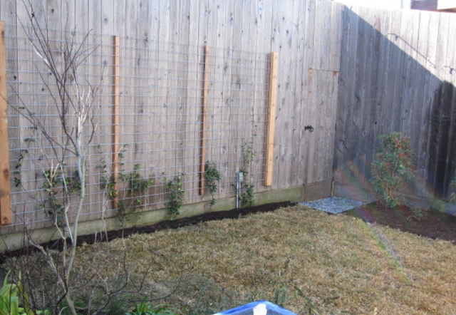我家院子装一排2米高的围墙，绕上钢丝网，藤蔓往上爬，漂亮防盗