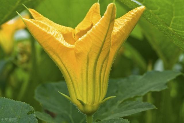 南瓜只开花不结果严重影响产量，让南瓜挂满藤的技巧