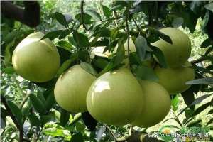 柚子几月份种植(柚子树种植几年结果？柚子高产栽培管理方法)
