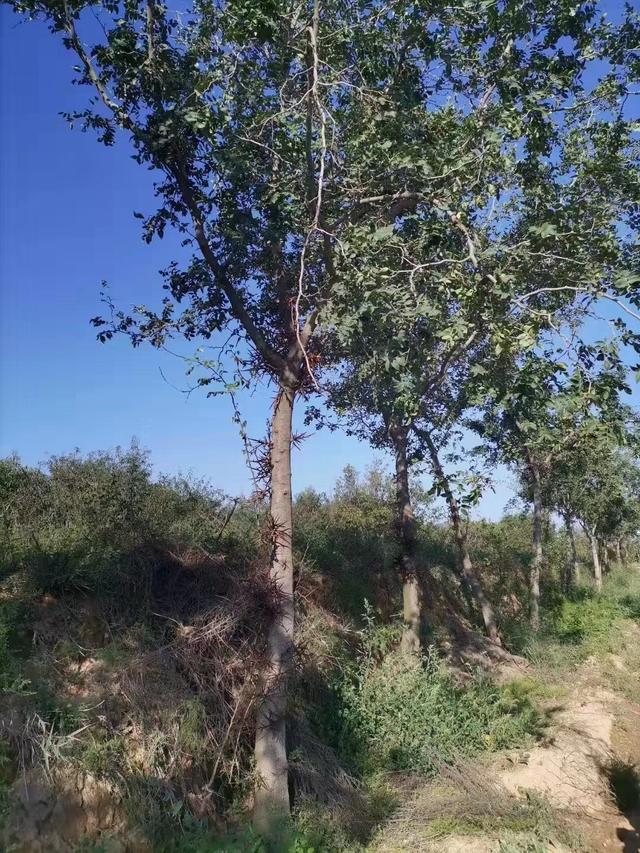 皂角树种子种植一年长多高