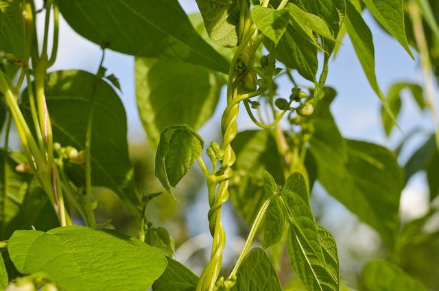 豆角早春栽培技术，一定要掌握好病虫害防治和土肥水管理