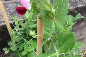 豌豆发芽了怎么种植(盆栽豌豆的种植步骤及注意事项)
