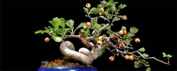 盆栽山楂树种植方法