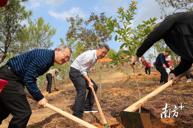 植绿正当时！梅州五华开展义务植树活动，栽种约65000棵树苗