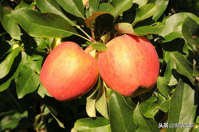 苹果高效栽培新技术，学会了这些，苹果种植不再难