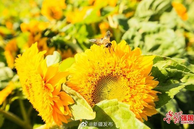 新疆呼图壁：玩具熊向日葵花开正艳引蜂来