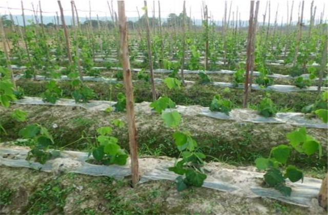高产粉葛的栽培管理技术，确保粉葛优质高产，增加经济收入
