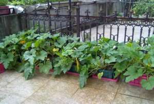 阳台种植灯笼椒(阳台就种一盆西葫芦，只要土肥光照足，结的特别多，50天可采摘)