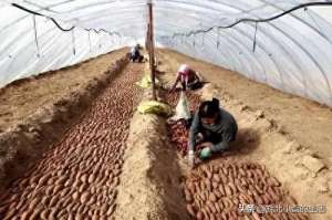山芋种植视频(种植红薯的全过程)