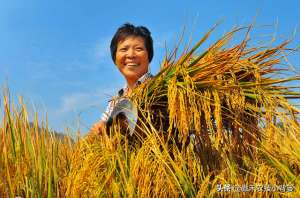 水稻栽培种植(种植水稻巧补硅，前期长势好、后期产量高水稻硅肥正确使用方法)