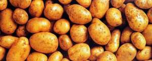 土豆如何种植(马铃薯种植技术)