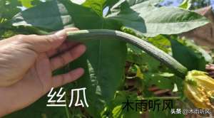 南方丝瓜种植(丝瓜适宜种植的时间与栽培技术，如何掌握并利用？)