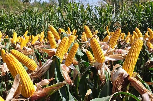 喜欢吃玉米的别错过，盘点国内十大优质玉米产地