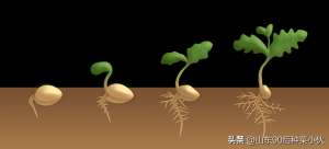 常见蔬菜种子种植特性(蔬菜种子发芽、播种时间——完整指南)