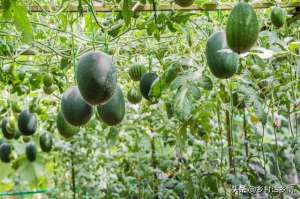 家庭西瓜种植技术(种植西瓜、黄瓜、丝瓜、甜瓜，分享给你五个秘诀，个大瓜又多)
