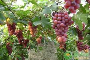 寒香蜜葡萄的种植技术(寒香蜜葡萄在天津蓟县的引种表现及栽培要点)