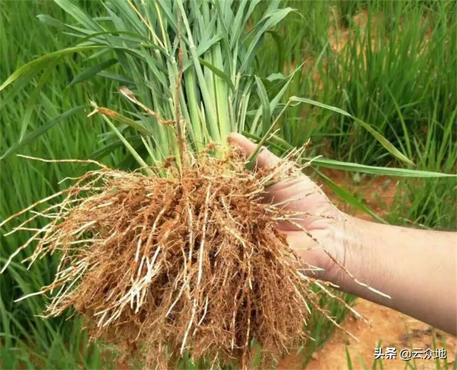 油茶幼林增收有方法，合理套种山稻，又能科学地管护油茶林