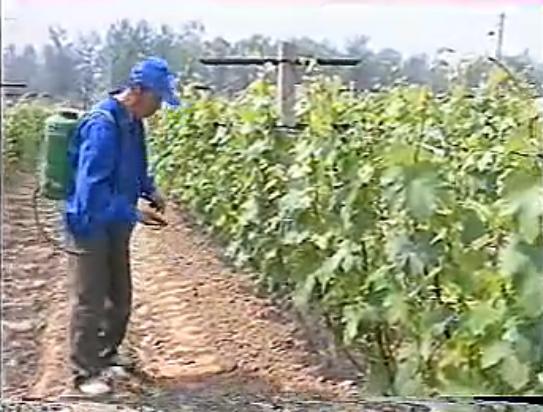 巨玫瑰葡萄栽培技术要点
