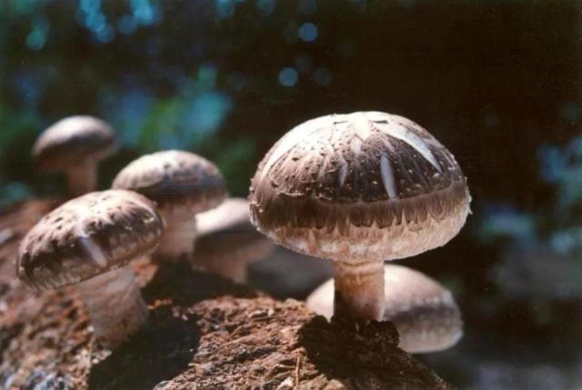 日本原生态香菇种植技术来自盛唐，1根木材48个洞，1个值4万日元