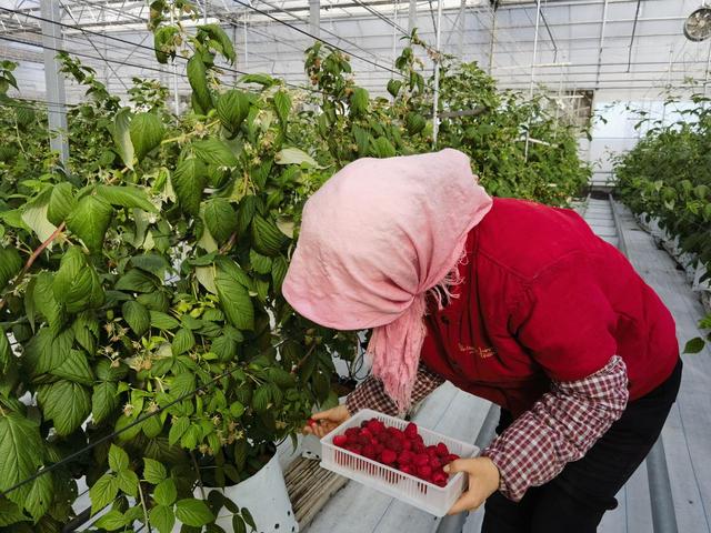 宁夏欣荣村大小红树莓“轮流上班”，枝头鲜果常年有、农民收益不断流！