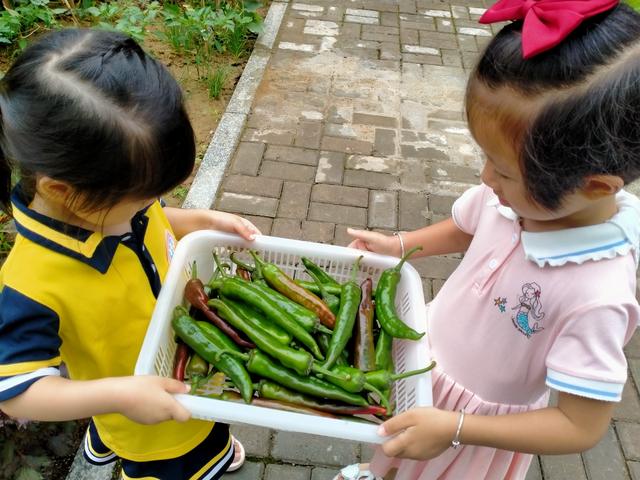 夏日融融，收获满满——瑞昌市第五幼儿园“幸福种植园”养成记
