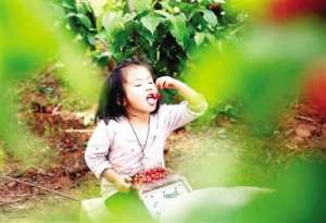 邓州市甜瓜种植基地(南阳樱桃红了、杏子黄了、桃子熟了、西瓜甜了…… 莫负初夏好时节 一起采摘正当时)