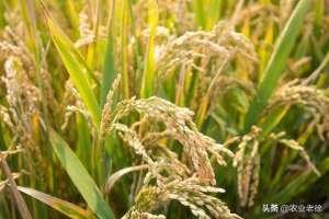 中稻的种植时间(水稻种植时间是哪一天？)