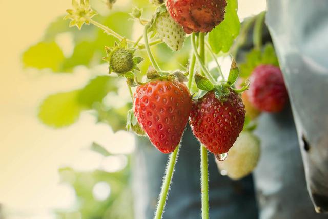 露地种植草莓前期准备要求，及后续管理措施