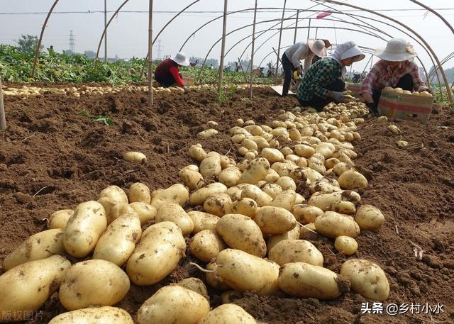 春土豆什么时候种植？老农教你5个技巧，马铃薯出苗快、芽苗健壮