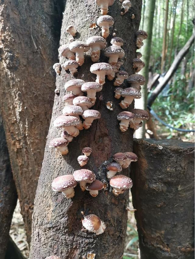 日本原生态香菇种植技术来自盛唐，1根木材48个洞，1个值4万日元