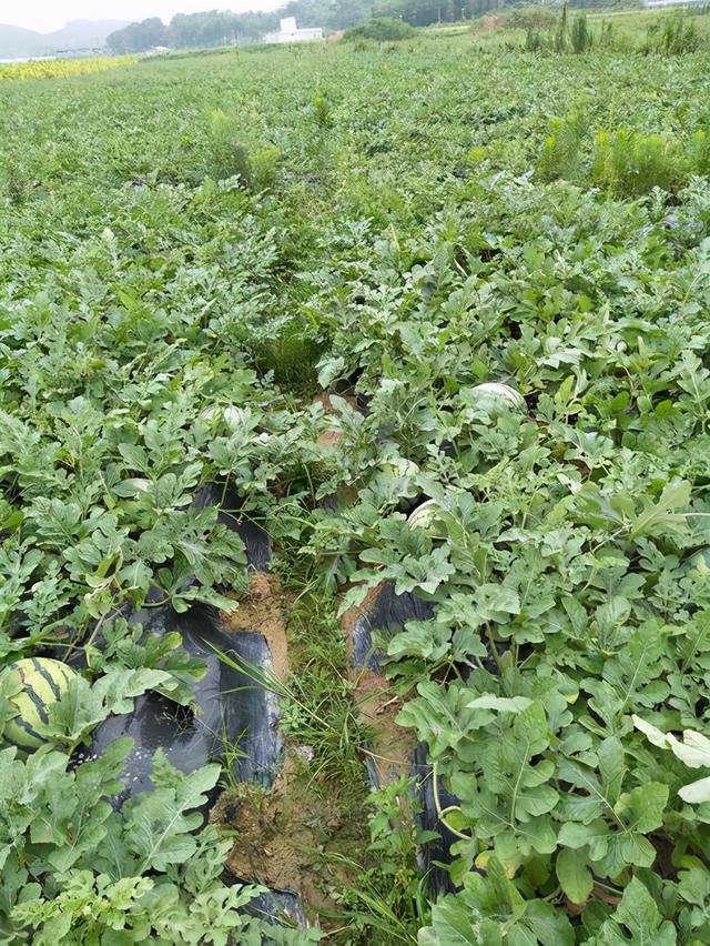 露天西瓜种植有方法，管理简单产量高