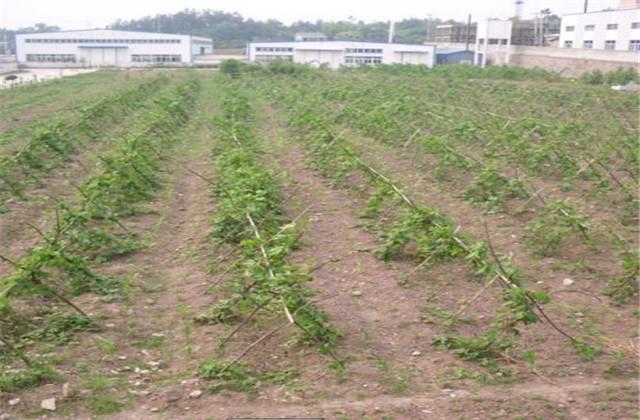 高产粉葛的栽培管理技术，确保粉葛优质高产，增加经济收入