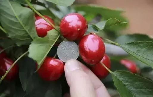 大樱桃树关键栽培技术