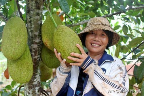 农村一种菠萝蜜的种植技术，正是很多果农朋友需要的干货