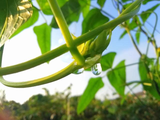 豆角早春栽培技术，一定要掌握好病虫害防治和土肥水管理